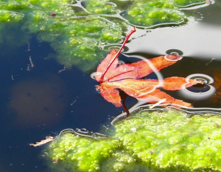 Gartenteich Anlage und Tipps