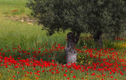 Moonblumen-unter-Baum