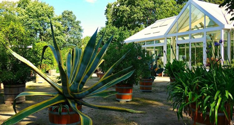 exotischepflanzenfuerorangerie Gartenheld