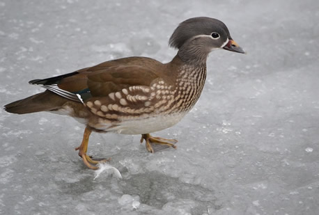 gartenteich-winter-ente