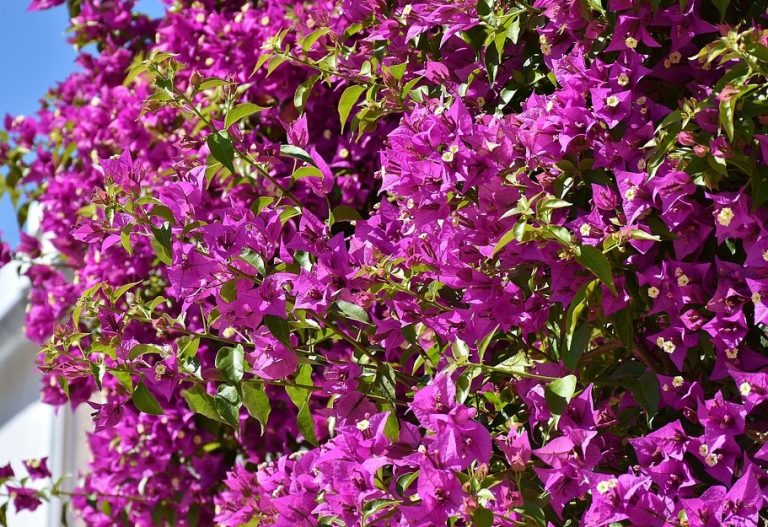 Kletterpflanzen für Garten und Haus Tipps, Pflege, Auswahl