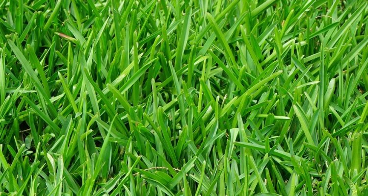 Dichter-gruener-Rasen | Garten-held