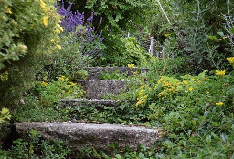 Verwilderter Garten Herrichten & Neu gestalten