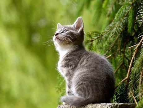 Katze aus Garten vertreiben – Die besten 7 Tipps