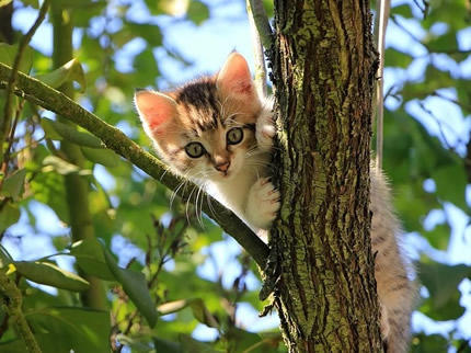 Katze aus Garten vertreiben – Die besten 7 Tipps