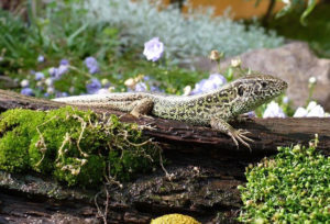 Lebensraum für Eidechsen im Garten schaffen