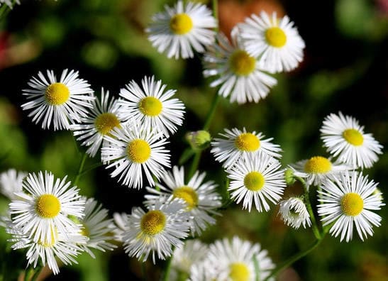 Weißes Erigeron