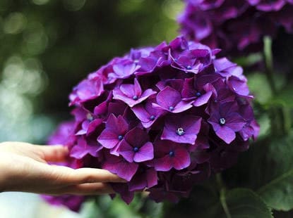 Hortensie ist allergiefreundlich