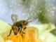 Biene bestäubt Blume mit viel Pollenflug