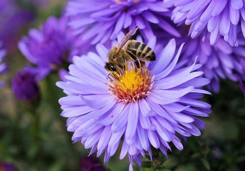 Biene auf purpuner Blüte