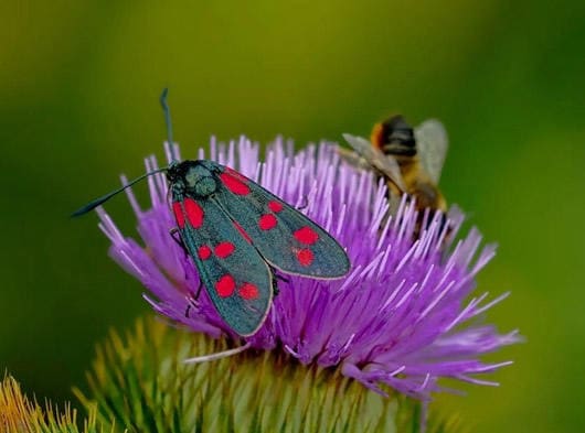 Insekten auf Distelblüte